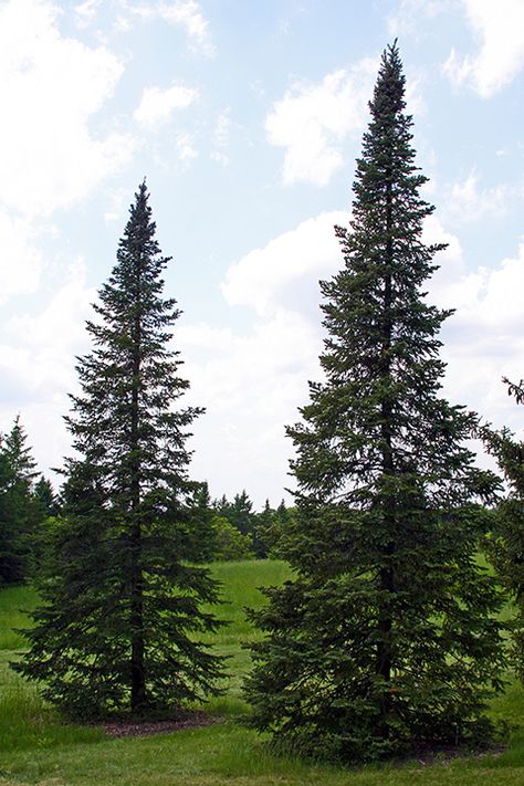 Balsam Fir, Abies balsamea, is the most cold-hardy and aromatic of all firs. Typically grow to a mature height of 46-70' with a spread of 17-35'. The shape is very tall with an attractive narrow spire. Zone 3-7 Castle Basement, Abies Balsamea, Garden Flooring, Shakespeare Garden, Live Earth, Bungalow Homes, Garden Floor, Fir Trees, Planting Shrubs