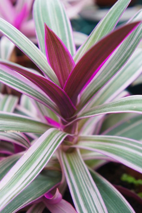 11 Awesome Evergreen Perennials (Photos) - Garden Lovers Club Tradescantia Plant, Moses In The Cradle, Evergreen Perennials, Oyster Plant, Easy Houseplants, Consider The Lilies, Purple House, Lilies Of The Field, Light Purple Flowers