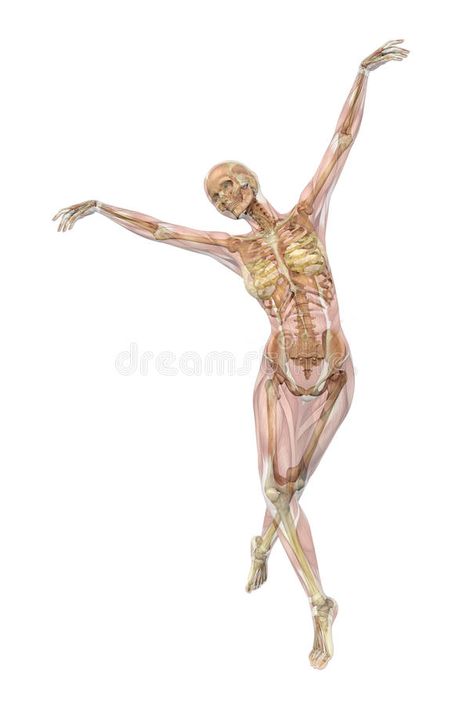 Skeleton with Muscles - Ballet Pose vector illustration Muscle Pose, Skeleton Muscles, Pose Stock, Ballet Pose, Skeleton Anatomy, Ballet Poses, A Level Art, 3d Render, Muscles