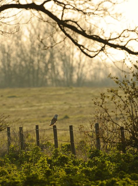 Autumn In Australia, Earth Witch, Australia Landscape, Mug Ideas, Country Fences, Country Farm, Barn Owl, Farm Life, Country Life