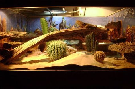 Bartagamen Terrarium, Diy Bearded Dragon Enclosure, Desert Terrarium, Bearded Dragon Vivarium, Bearded Dragon Terrarium Ideas, Dragon Terrarium, Bearded Dragon Diy, Bearded Dragon Terrarium, Bearded Dragon Enclosure