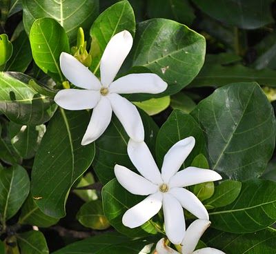 Tahitian gardenia (Gardenia taitensis) Hawaii Garden, Tahitian Gardenia, Pineapple Painting, Body Painting Festival, Tiare Flower, Succulent Tree, Bright Sun, Cricut Projects Beginner, Photography Images