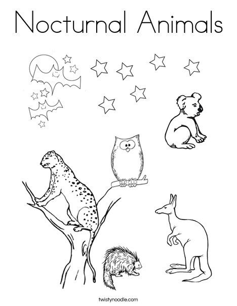 Nocturnal Animals Coloring Page - Twisty Noodle Nocturnal Animals Coloring Pages, Nocturnal Animals Preschool, Coloring Pictures Of Animals, Night Animals, Jungle Coloring Pages, Minion Coloring Pages, Zoo Animal Coloring Pages, Monkey Coloring Pages, Animals Preschool