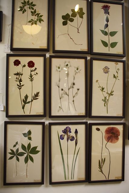 Dried Tulips In Frame, Plant Pressing Art, Pressed Framed Flowers, Flower Press Ideas, Press Bouquet, Press Flowers In A Frame, Things To Do With Dried Flowers, Plant Pressing, Flower Press Art