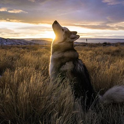 Huskies Wolf Husky, Long Drives, Cute Husky, Husky Lover, Siberian Husky Dog, Snow Dogs, Husky Puppy, Wolf Dog, Husky Dogs