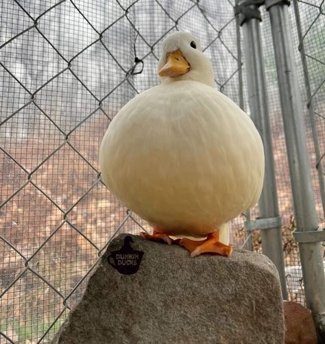 Aflac Duck, Duck Memes, Find Your Spirit Animal, Duck Pictures, Duck Wallpaper, What The Duck, Duck Photo, Pet Ducks, Cute Ducklings