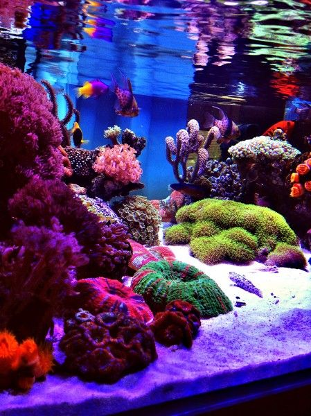 Saltwater Aquarium Beginner, Nano Reef Tank, Ikan Air Tawar, Saltwater Aquarium Fish, Coral Reef Aquarium, Amazing Aquariums, Cool Fish Tanks, Saltwater Fish Tanks, Aquascape Design