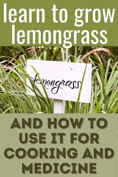 Growing lemongrass outdoors is easy if you know your zone and what the plant needs. Having lemongrass in the garden will enable you to make wonderful teas, Asian dishes, and eventually, plants to give away to your lemongrass-loving friends! Here's how to grow lemongrass and what you can do with it. #Gardening #MedicinalHerbs #CulinaryHerbs #Beginners Grow Lemongrass, Lemongrass Plant, Backyard Plan, Types Of Grass, Easy Plants To Grow, Sun Loving Plants, Herb Garden Design, Food Medicine, Permaculture Gardening