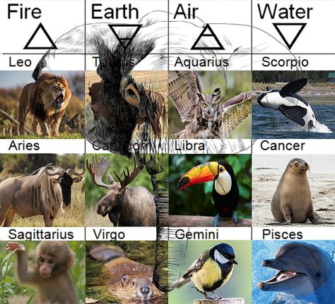 zodiac signs as animals. see people as elephant (above all signs)!! #astrology Zodiac Signs As Animals, Zodiac Signs Animals, Zodiac Signs Pictures, Gemini And Pisces, Aquarius And Scorpio, Leo And Aquarius, Libra And Sagittarius, Zodiac Signs Chart, Signs Astrology