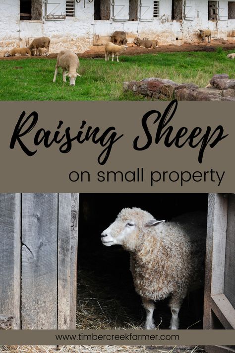 Backyard Sheep Pen, Sheep Paddock Ideas, Raising Sheep For Wool, Sheep Enclosure Ideas, Sheep House Design, Sheep Shed Ideas, Dairy Sheep Breeds, Raising Sheep For Beginners, Sheep House Ideas