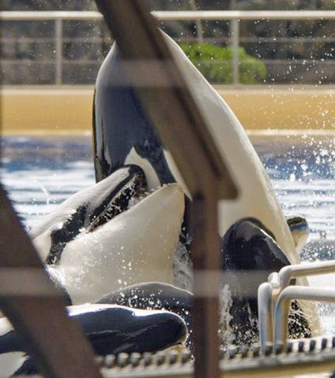 9 Times SeaWorld Lied to Your Face - SeaWorld worked long and hard to create the illusion of being a conservation organization that housed happy, healthy marine animals. Luckily, Blackfish—the groundbreaking documentary about the abusement park—shattered many of the lies that SeaWorld has been spewing for years. While there’s no hiding from the truth now, SeaWorld is still hoping that people will buy into the myths it’s fabricated. Blackfish Documentary, Terri Irwin, Save The Whales, Chat Board, Orca Whales, Marine Mammals, Create Awareness, Killer Whales, Sea World