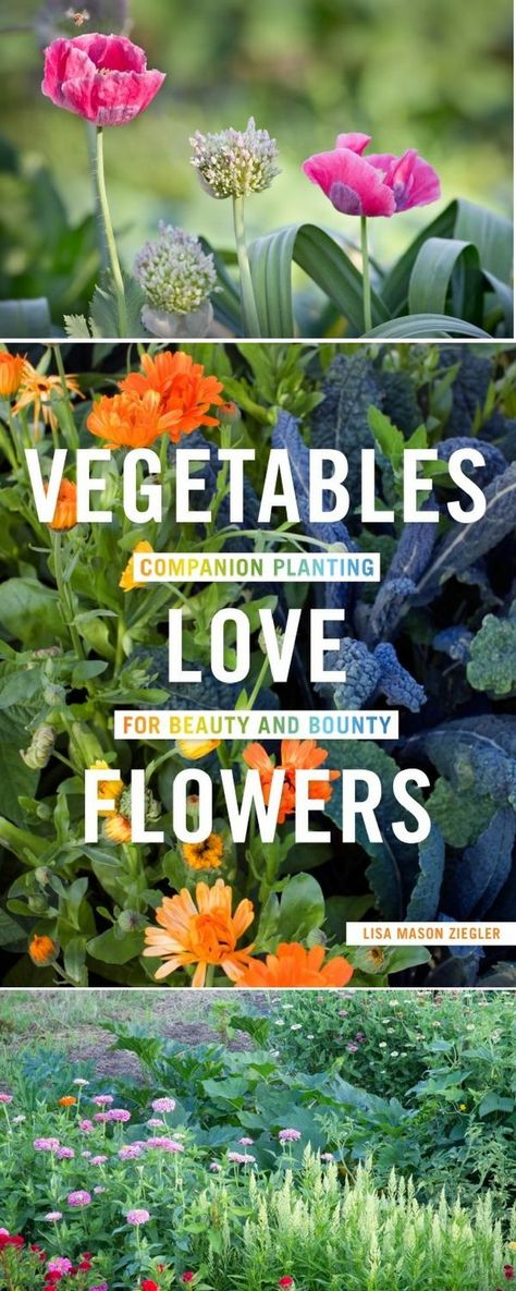 Companion flowers with vegetables isn’t all about prettying up the garden—flowers can actually help produce grow better! #gardentherapy #vegetablesloveflowers #flowers #growingfood #companionplanting Companion Planting Vegetables, Vegetable Garden Planner, Organic Vegetable Garden, Garden Wallpaper, Garden Planner, Home Vegetable Garden, Flower Landscape, Beautiful Flowers Garden, Love Garden