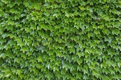 Parthenocissus Tricuspidata Mural - RF Images| Murals Your Way Parthenocissus Tricuspidata, Japanese Red Maple, Boston Ivy, Mesh Fence, Fence Screen, Clematis Montana, Tree Seedlings, Pool Care, Daucus Carota