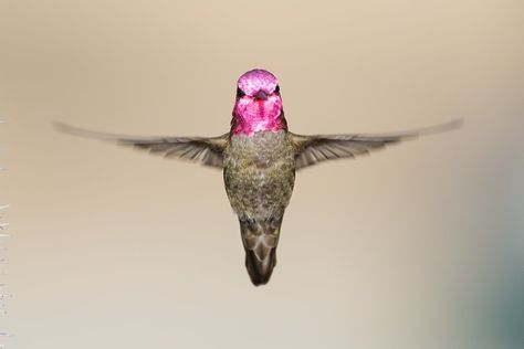 Anna's Hummingbird Frontal View by Kenneth Lui - Photo 104880875 / 500px Hummingbird Photos, Anna's Hummingbird, Kinds Of Birds, Cafe Design, Front View, The Birds, Hummingbirds, Cool Tattoos, On Tumblr