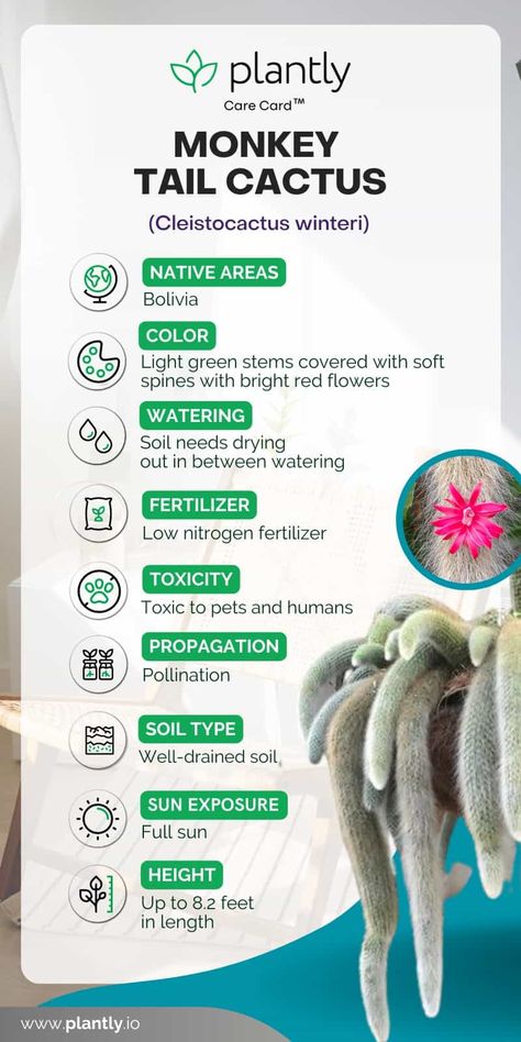 Monkey Tail Cactus Care Guide Cactus Propagation, Monkey Tail Cactus, Rat Tail Cactus, Cactus Water, Fairies Garden, Cactus Care, Succulent Soil, Plant Box, Spider Mites