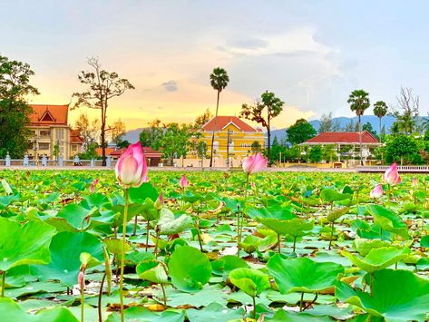 Srah Chhouk Kampot or it's often called Srah Chhouk, Lotus pond or Lutus Pond is located in 1 Ousaphea village, Sangkhat Kampong Kandal​​, Kampot city, Kampot province, Cambodia and far about ~1km away from Durian Roundabout. Lotus Pond, Kampot, Tourist Sites, Beautiful Sites, Tourist Places, Famous Places, Historical Place, Best Sites, Historical Sites