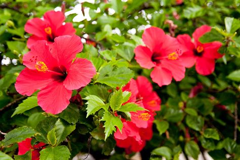 Puerto Rican hibiscus Puerto Rican Flower, Puerto Rico Flower, Puerto Rican Hibiscus, Hibiscus Tree, Yellow Hibiscus, National Flower, Beautiful Places In The World, Puerto Rican, Small Trees