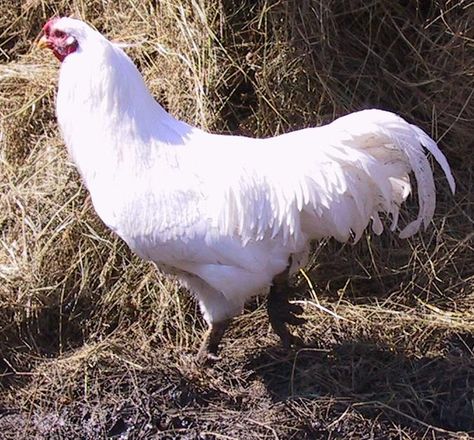 chantecler chicken (rare) Hobby Farming, Future Farms, Hobby Farms, Raising Chickens, Rooster, Jay, Chicken, For Sale, Furniture