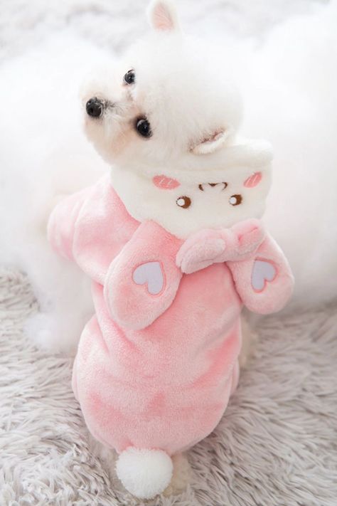 Pet Puppies With Clothes On, Dog Outfits Female, Pink Dog Clothes, Cute Dog Clothes For Females, Cute Dog Outfits, Cute Puppy Clothes, Costumes For Pets, Transformation Dress, Puppy Clothes Girl