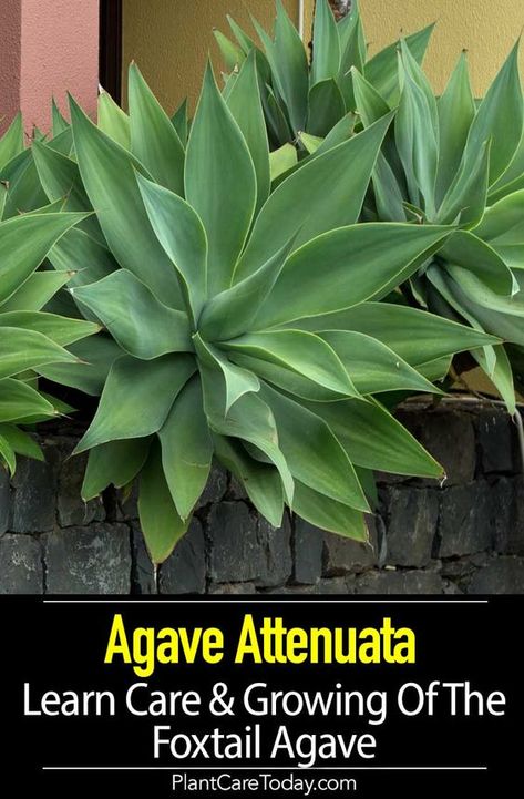 Agave Attenuata Care: Learn To Grow The Fox Tail Agave Fox Tail Agave Landscape, Agave Attenuata Landscape, Foxtail Agave Landscape, Foxtail Agave In Pot, Agave Plant Landscaping Front Yards, Front Of House Landscape Ideas Full Sun, Outdoor Plants Full Sun, Full Sun Tropical Plants, Agave Plant Landscaping