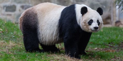 Watch adorable 5-week-old panda cub crawl to its mother in National Zoo video Female Panda, Panda Habitat, Panda Facts, Fat Panda, Panda Day, Giant Panda Bear, Panda Images, Conservation Biology, Endangered Wildlife