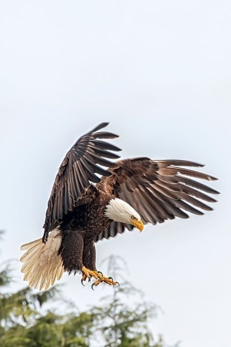 Bald Eagle Photography, Bald Eagle Tattoos, Eagle Photo, Bald Eagle Art, Tattoo Animal, Eagle Images, Eagle Painting, Eagle Wallpaper, Eagle Pictures