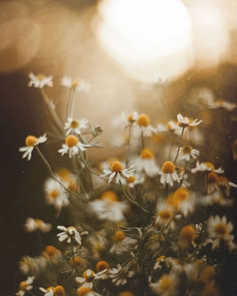 What's My Aesthetic, Plant Insects, Insect Photography, Vintage Lenses, Daisy Love, Plant Photography, Sky Color, Chamomile Flowers, Visual Representation