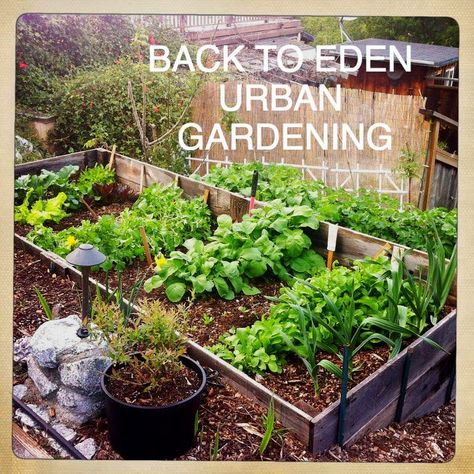 Back To Eden Gardening Raised Beds, Back To Eden Gardening, Back To Eden, Allotment Garden, Edible Landscape, Eden Garden, Garden Corner, Homestead Gardens, Permaculture Gardening