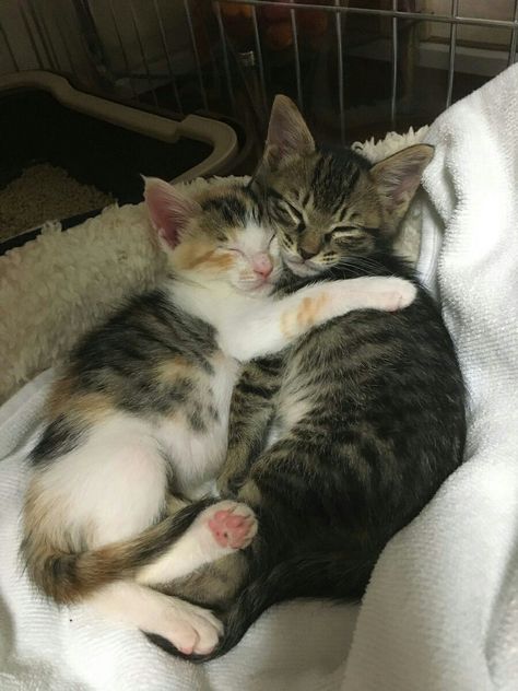 Cute Cats Together, Kitten Couple, Two Cats In Love, Cat Couples, Cuddle Pictures, Cats Cuddling, Kitten Cuddle, Hugs And Cuddles, Cat Hug