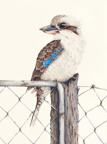 Laughing Kookaburra, Australian Painting, Bird Sketch, Laying In Bed, Australian Bush, Where I Live, Australian Birds, Australian Animals, Australian Art