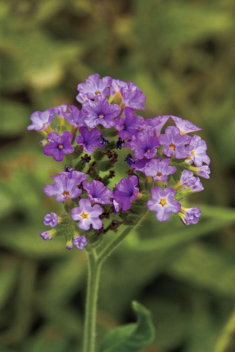 ‘Azure Skies’ heliotrope is tops for heat tolerance. Plant this American native where others have fried and you’ll be rewarded with never-ending mounds of lavender flowers. It’s a perennial in areas with mild winters. #springgardening #gardeningideas #gardendesign #perennials #southernliving Pentas Flower, Heliotrope Flower, Spring Gardening, Spring Garden Flowers, Flower Meanings, Gardening Flowers, Red Tulips, Fragrant Flowers, Vibrant Flower