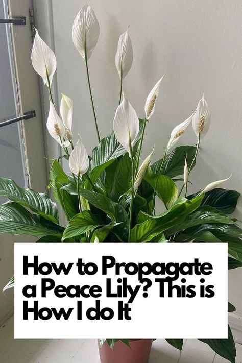 Dive into the step-by-step process of propagating Peace Lilies like a pro. From selecting the right cuttings to providing the perfect environment for root growth, I'll guide you through each stage of propagation. Discover essential care tips and tricks to ensure your new Peace Lily plants thrive and bring natural beauty to your space. IG Photo by: pot_and_vessel Peace Lily Plant Care, Lily Plant Care, Peace Lilies, Lily Seeds, Peace Lily Plant, Root Structure, Lily Plants, Outdoor Crafts, Root Growth