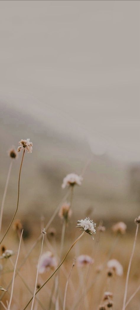 Soft Photography Aesthetic, Scenic Backgrounds Wallpapers, Muted Iphone Wallpaper, Calming Backgrounds Iphone Wallpaper, Simple Iphone Wallpaper Home Screen, Steady Aesthetic, Peaceful Iphone Wallpaper, Earthy Images, Light Nature Aesthetic