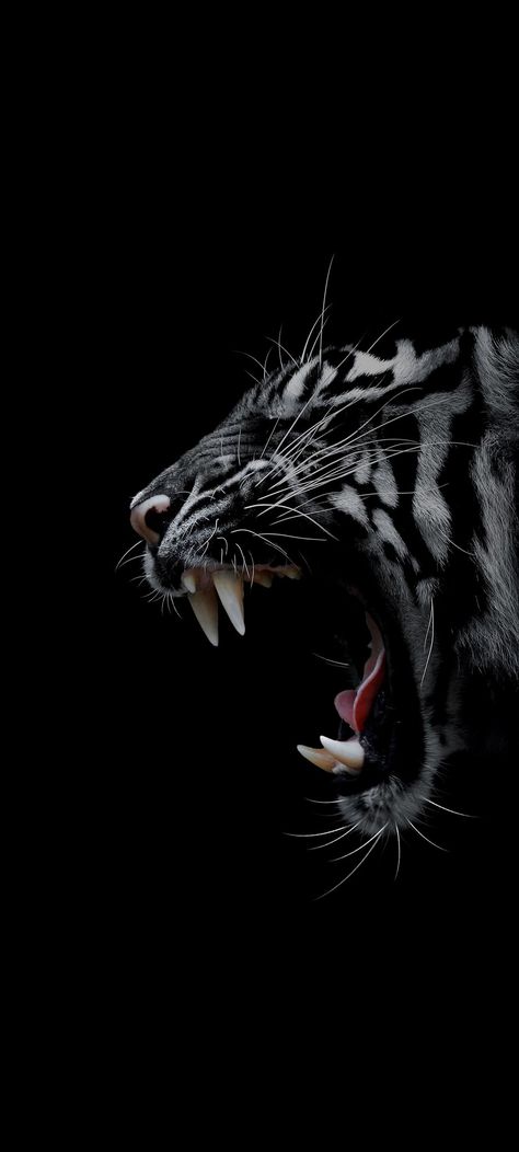 Animals Black Background, Scary Animals Wallpaper, Animals Dark Wallpaper, Amoled 8k Wallpaper, Tiger Hd Wallpapers, Dark Lion Wallpaper, Scary Lion Wallpaper, Buddhism Wallpaper, Anime Wallpaper 1920x1080