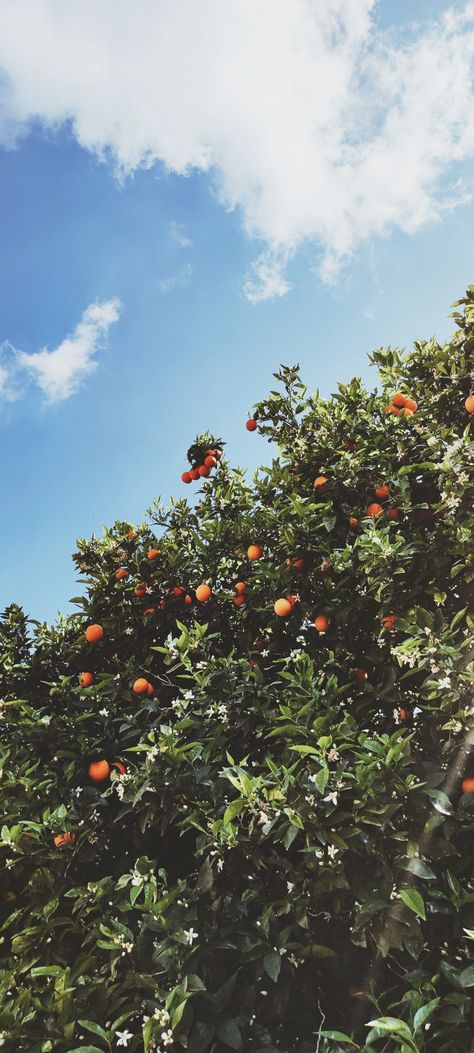 Orange Tree Aesthetic Wallpaper, Orange And Green Wallpaper Iphone, Orange Tree Aesthetic, Orange Tree Wallpaper, Dopamine Boost, Tangerine Tree, Tree Wallpaper Iphone, Art Aesthetics, Orange Aesthetic