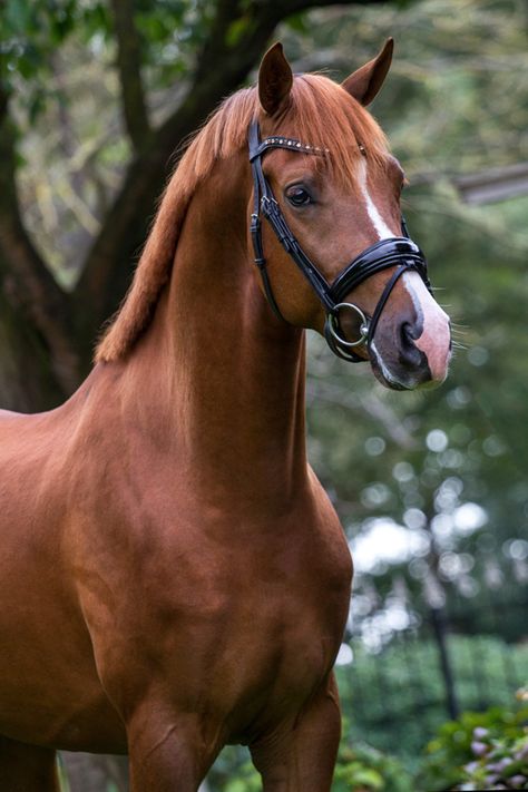 Chestnut Horses, Dutch Warmblood, Gorgeous Horses, Horse Shop, Horse Facts, Morgan Horse, English Horse, Dream Horse, Horse Aesthetic