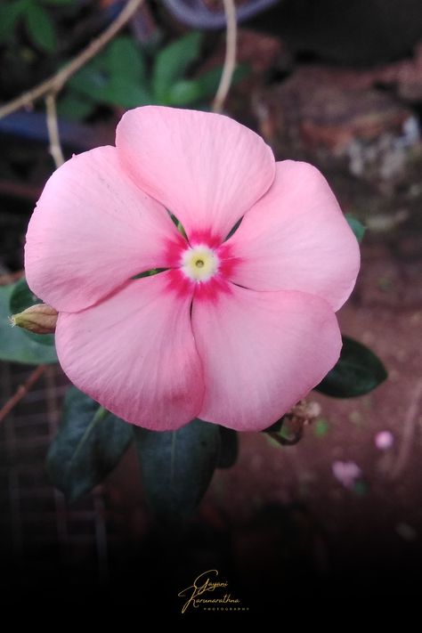 Vinca Rosea, Madagascar Periwinkle, Catharanthus Roseus, Periwinkle Flower, Periwinkle Flowers, Old Maid, Divine Love, Radhe Radhe, Bright Eyes