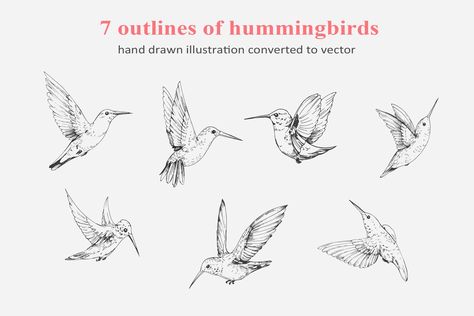 Hummingbird Outline, Hummingbird Drawing, Flying Creatures, All Elements, Hummingbird Tattoo, Tattoo Outline, Zoology, Magazine Template, Hummingbirds