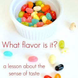 Foods And Flavors Preschool Theme, Five Senses Activity, My 5 Senses, Senses Activity, 5 Senses Preschool, Five Senses Preschool, Taste Sense, 5 Senses Activities, Senses Preschool