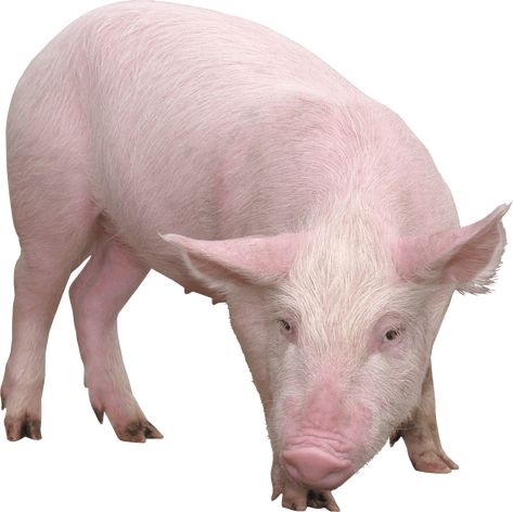 Pig Images, Pig Png, Animal Categories, Free Png, Transparent Png, Png Image, Png Images, For Free, Animals