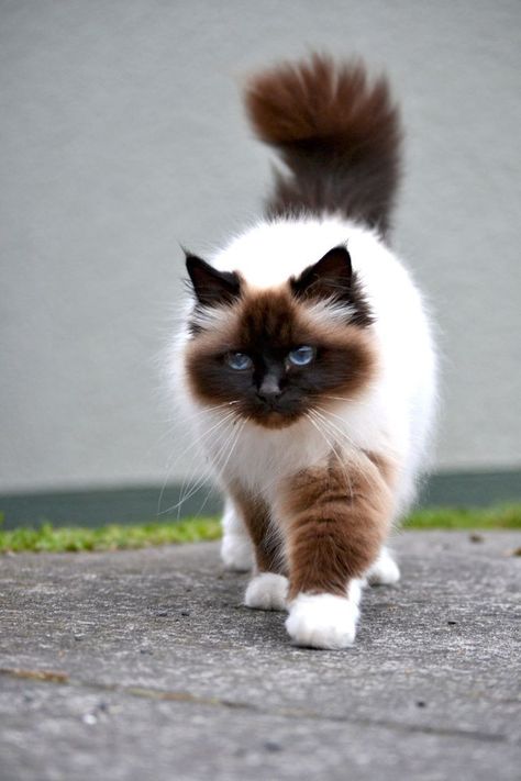 Gatos Cool, Most Popular Cat Breeds, Popular Cat Breeds, Most Beautiful Cat, Beautiful Cats Pictures, Himalayan Cat, Rare Cats, Cute Cat Breeds, Beautiful Cat Breeds