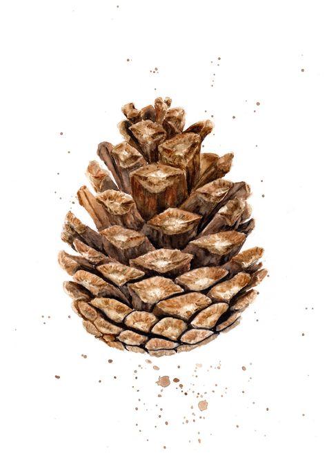 The art print shows a pine cone in watercolor, printed on high-quality, slightly rough 340g paper. On this paper the print looks almost like an original watercolor drawing. The colors may vary slightly from the photos shown. Please note: I can only replace goods that have been damaged or lost in the post if the shipping method "Prio" has been selected. Follow me on Instagram for news, promotions and more! @jo.na_art Pine Cone Drawing, Pinecone Art, Lino Art, Art Aquarelle, Watercolor Drawing, Watercolor Art Prints, Pine Cone, Fall Floral, Pine Cones