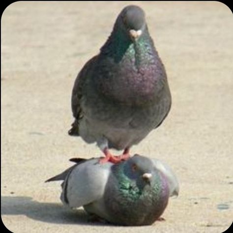 Pheasant, Pigeon, Birds