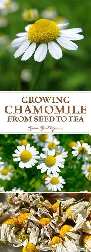 Growing Chamomile for Tea is easy. Chamomile grows best in a sunny location but can tolerate some shade. It is drought tolerant and trouble free. Planting Chamomile Seeds, Growing Chamomile From Seed, How To Grow Chamomile From Seed, Harvesting Chamomile, Growing Chamomile, Chamomile Growing, Medicinal Tea, Organic Vegetable Garden, Tea Garden