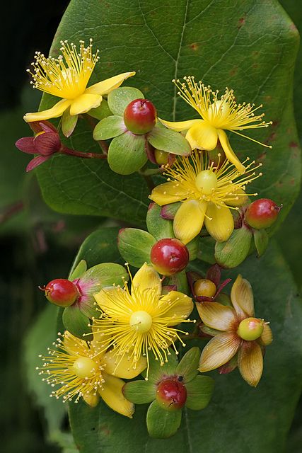 Hypericum by Lord V St John's Wort, نباتات منزلية, Small Shrubs, Unusual Flowers, St Johns, Shade Plants, Garden Cottage, Exotic Flowers, Shade Garden