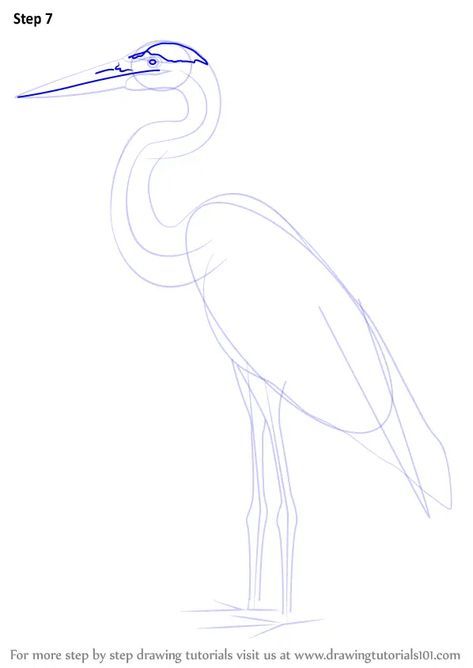 Learn How to Draw a Great Blue Heron (Birds) Step by Step : Drawing Tutorials Heron Art, Learn Watercolor Painting, Bird Watercolor Paintings, Learn Watercolor, Great Blue Heron, Learn Drawing, Herons, Bird Artwork, Learn Art