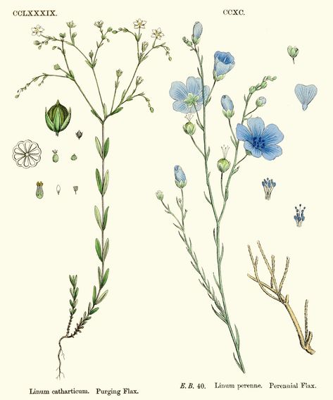 Forget Me Not Botanical Illustration, Lilias Trotter, Floral Map, Eco Flowers, Flax Flowers, Floral Tattoo Sleeve, Floral Drawing, Flower Doodles, Plant Roots