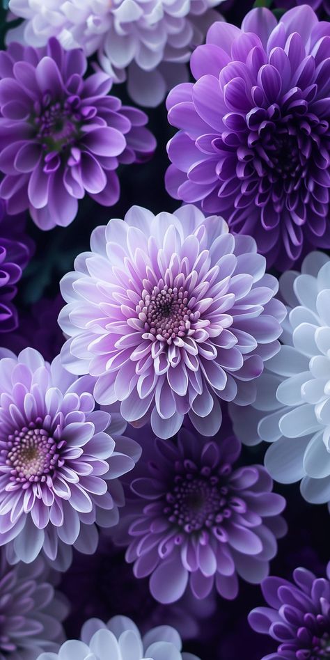 Iphone Wallpaper Purple Flower, Flowers Types, Deco Violet, Show Animals, Lotus Flower Wallpaper, Purple Flowers Garden, Flowers Black Background, Purple Flowers Wallpaper, Lavender Aesthetic