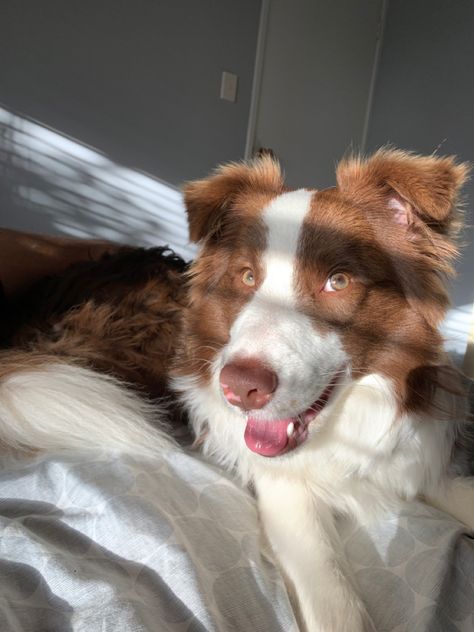 Brown Collie Dog, Brown Border Collie Aesthetic, Brown Border Collie Puppy, Border Collie Aesthetic, Border Aussie, Brown Border Collie, Malamute Husky, Border Collie Puppy, Brown Border