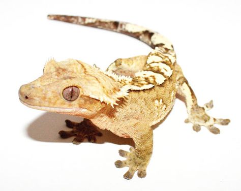 Crested Gecko Morphs, Gecko Morphs, Crested Gecko Care, Cute Gecko, Mini Dragon, Crested Gecko, Reptiles Pet, Little Dragon, Animal Facts